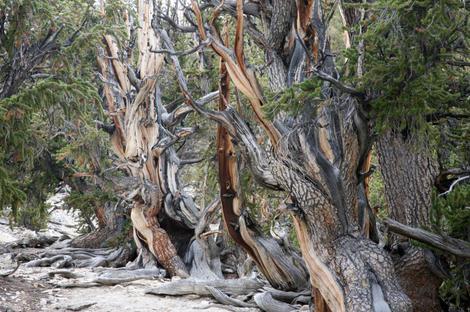 Maailman vanhin puu kaatui